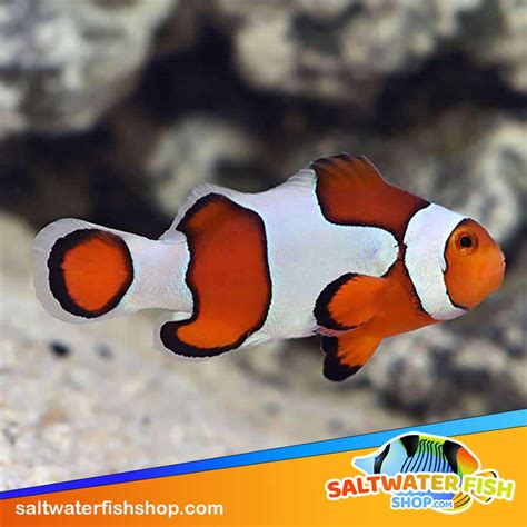 goblin fish price philippines|Shop clown fish for Sale on Shopee Philippines.